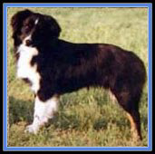 Firlotte's Cleopatra