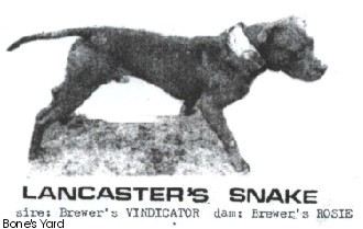 LANCASTER' SNAKE