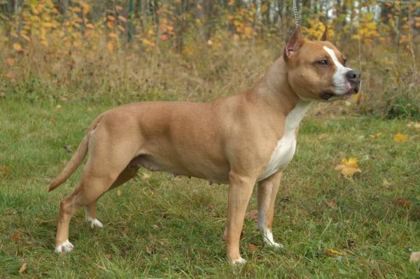 DANISH & SWEDISH CH Lobo's Cassie Of Wizage