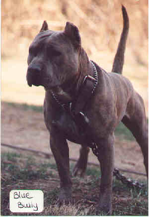 CH Couturiers Blue Bully