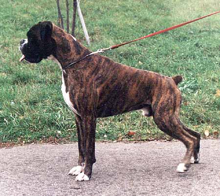 D'artanian iz Imperii Grez