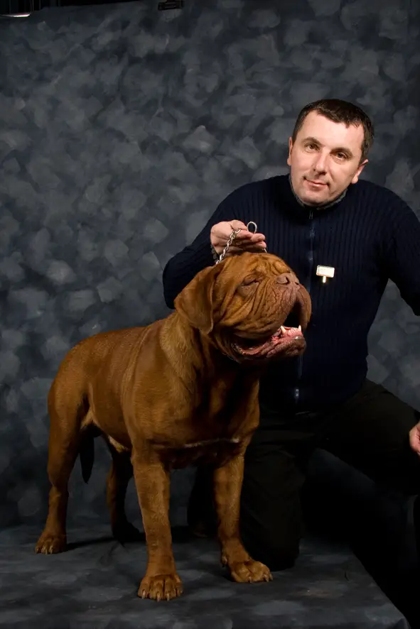 ICH White-Bull-Dog Tiberius