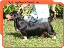 Big Long Blue'S Sarah Lee