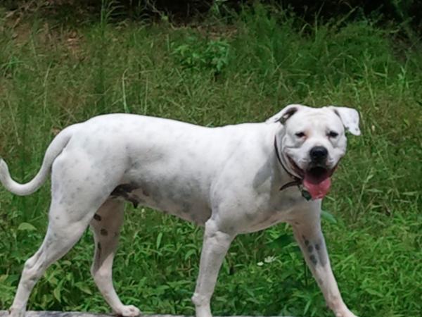 Bull City's Kimoni of Bionic