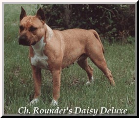 CH Rounder's Daisy Deluxe