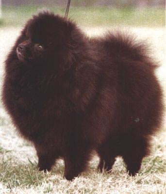 Jan Shars Janesa N'Livin'color