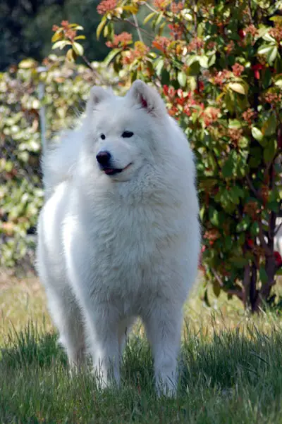 ESP CH De Villaodon Velvet