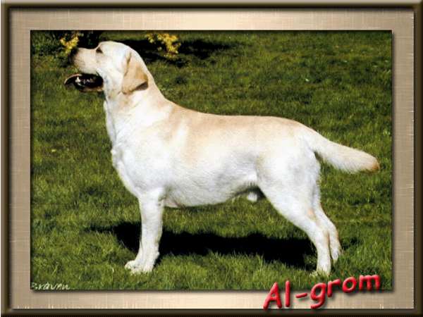 Tekell'S Precious Brave Heart