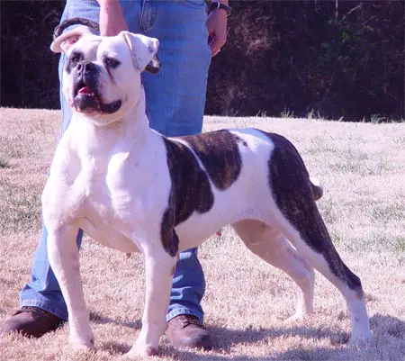 CCK's Maggie of Johnson's Kennel