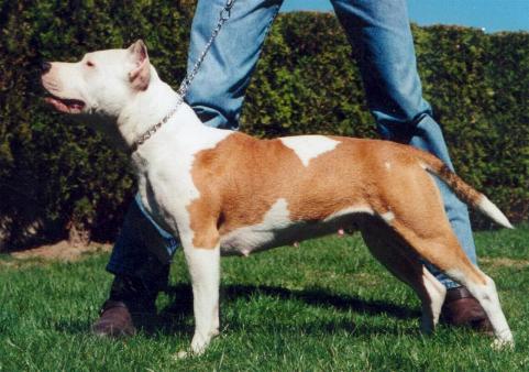 Laura Du grand molosse