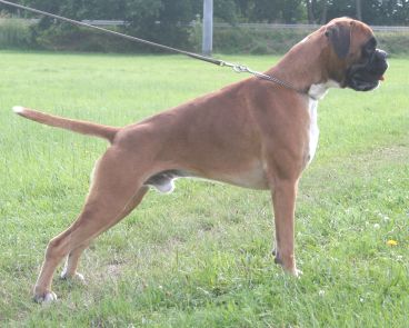 CH Chato v. d. Chatos