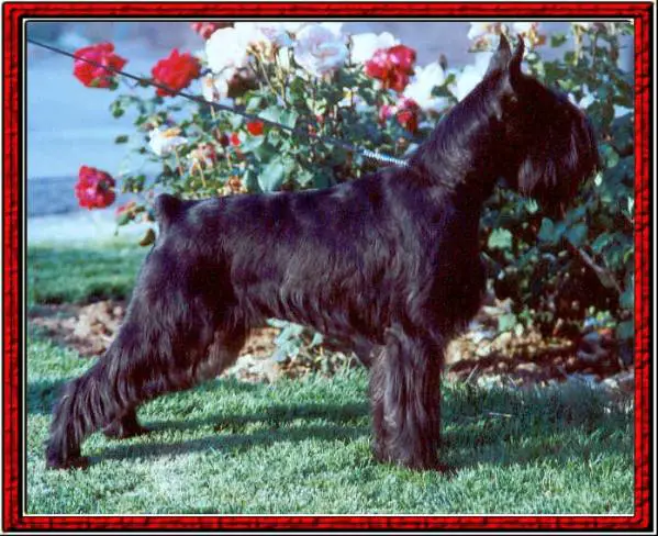 INT CH Nellys de Nador Cleville