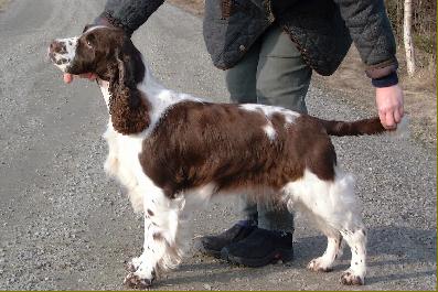 SU(U)CH Trollangens Ann Of Green Gable