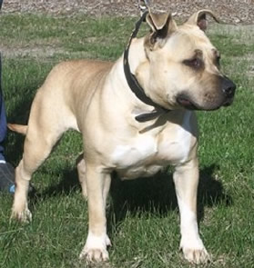 Esrvelspirit Gypsy Star