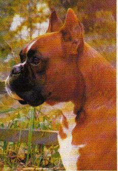 KLUBSIEGER, VDH-CH Xerxes vom Markgrafenschloß