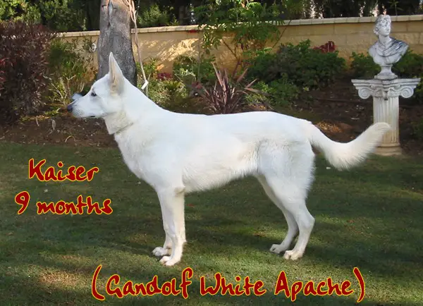Gandolf White Apache
