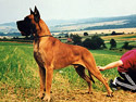Samson Von Solling