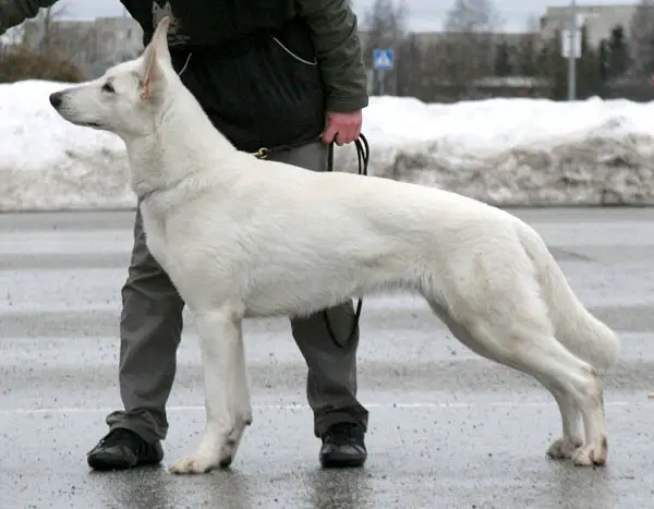 BALT JW08, BALT J CH Born to Win White EGO