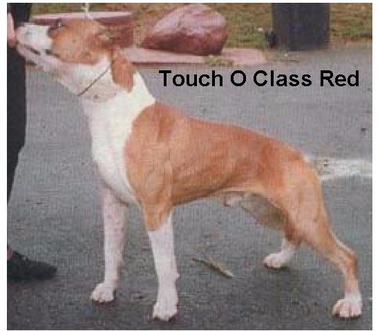 CAN CH Touch O'Class QED
