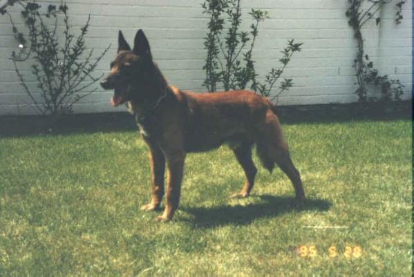 Apollo von Bonum Bono