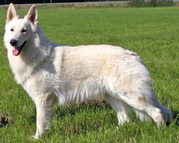 Snoweyriver Schumba Star