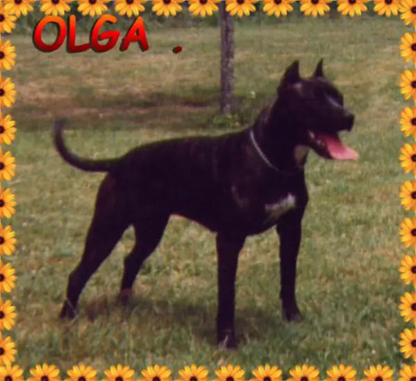 OLGA des bois de cave canem