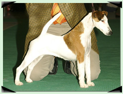 INT CH Agria Flamingo