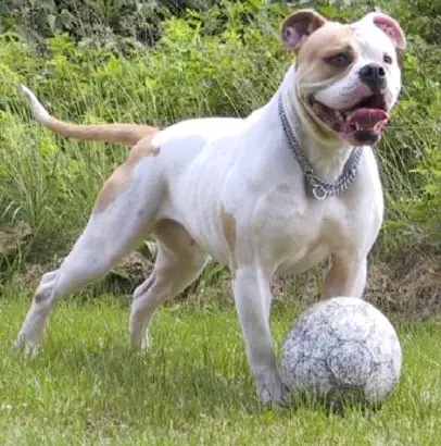 Bullslayer's Buffy the Bullslayer of Brave Heart