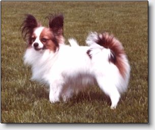 DK SU CH Semblem Sweet-Oliwer