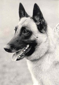 Astrée du Mas des Lavandes