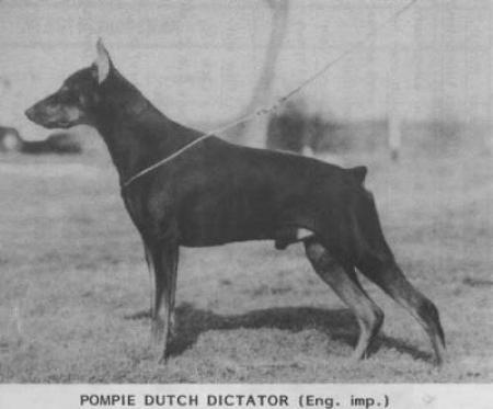 Pompie Dutch Dictator