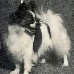 FIN, SWED & INT CH Pierosas No No Nanette