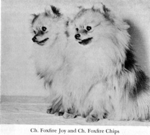Am. Ch. Foxfire Chips