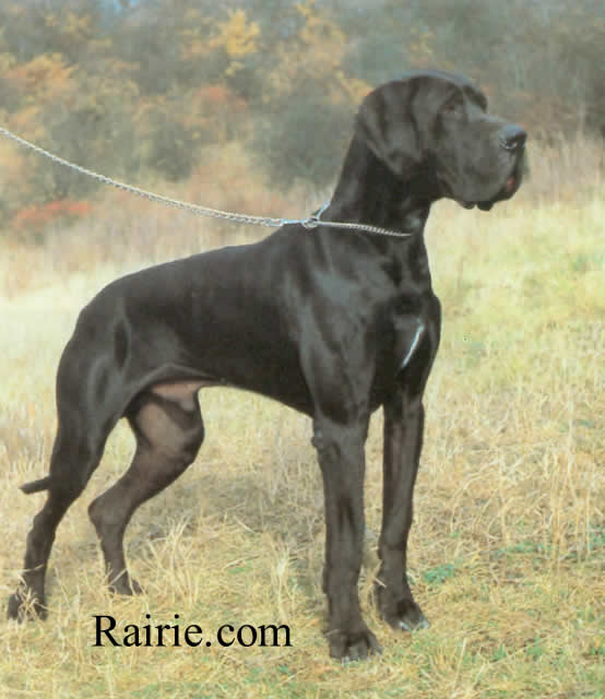 Erlkönig von Wotans Meute