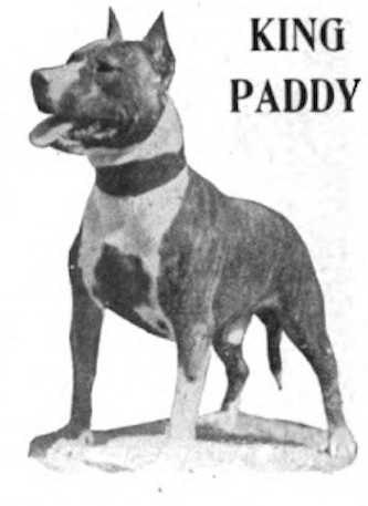 Swineford King Paddy