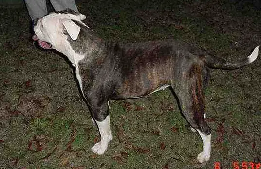 Martin's JDJ Sugar Doll Tootie