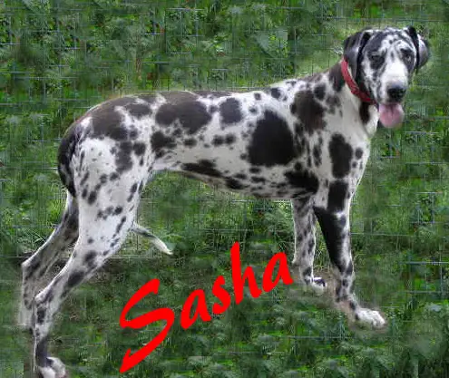 Moeller's Sashaying Sasha
