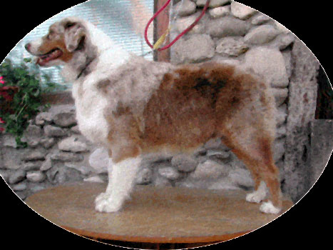 Runway Copper De L'Oree Des Charmois