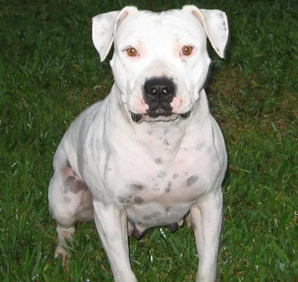 Leatherneck Odyssey's Jubilee