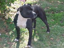 Evastaff Desert Storm