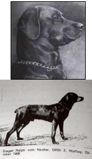 IRK FOUNDATION DOG Ralph vom Neckar