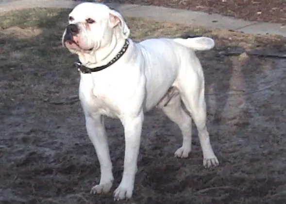 Big Sky's Teodore Rex PH-0.34/0.30