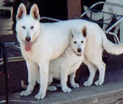 Tumbledown's Certifiable