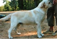 English Touch New Moon