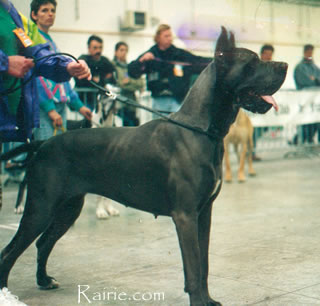 JCH CLUB VICHY1993 Hathena des Apollons de la Pile