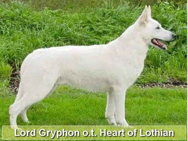Lord Gryphon of the Heart of Lothian