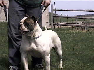 Maple Grove's Stars & Bars Dixie Bell