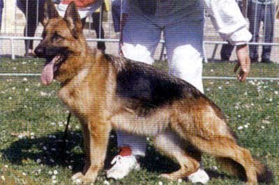 V41 BSZS 1995 Ibiza des Hauts de Fontaines