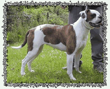 White Bull's Magnolia