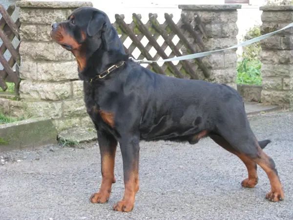 DT.VDH-CH Xedor vom Kümmelsee